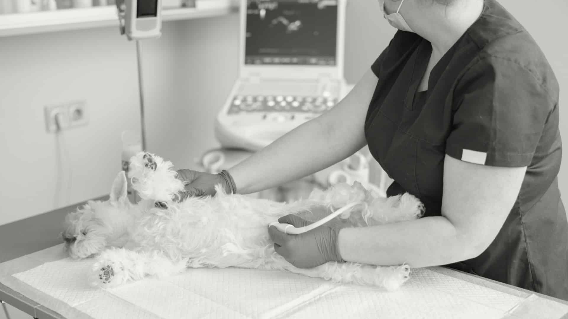 Formation POCUS CHV Frégis